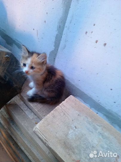Кошки