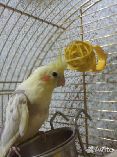 Попугай корелла девочка 3 месяца