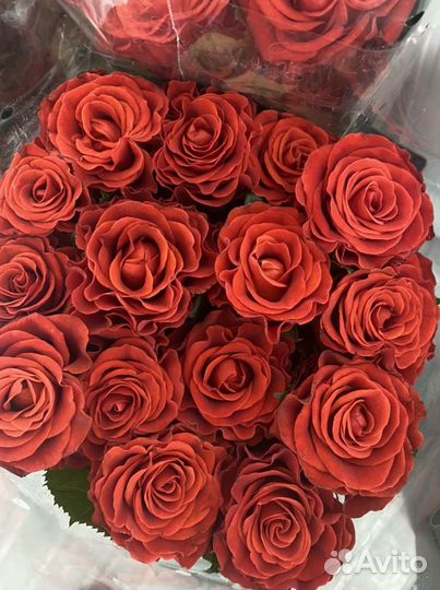 Розы красные 25 штук. 25 роз. 15 роз. 51 роза