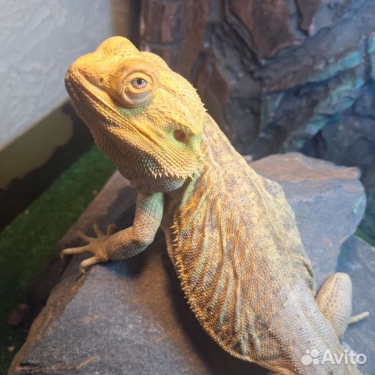 Барадатая агама