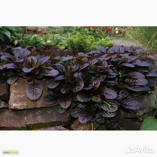 Живучка ползучая