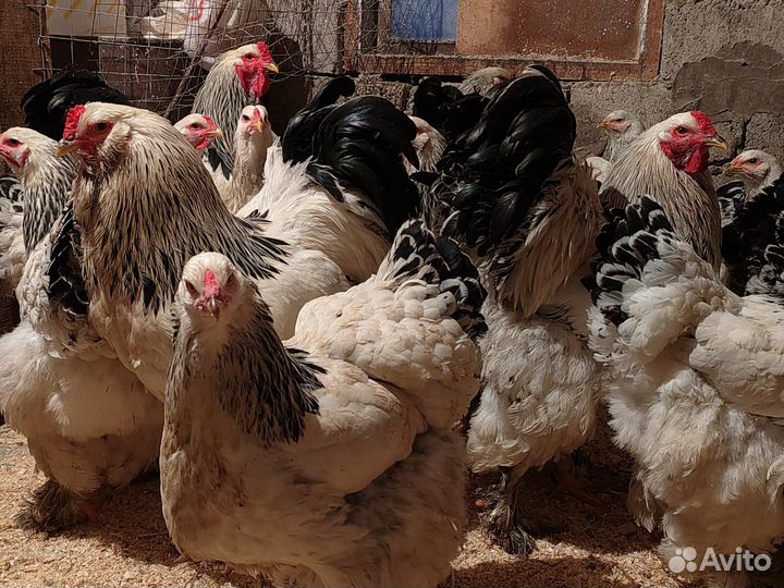 Инкубационное яйцо светло колумбийской брамы