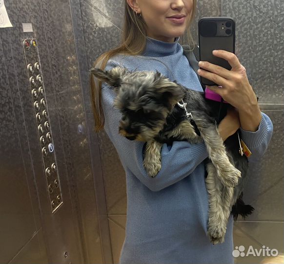 Собака йоркширский терьер