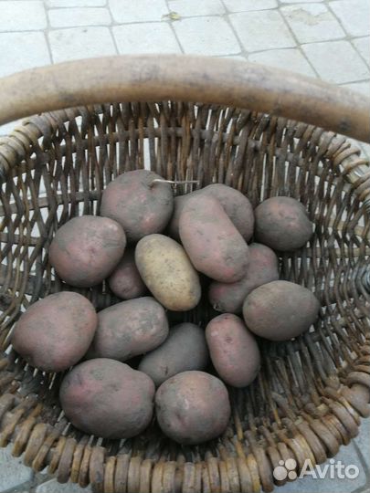 Продам картофель