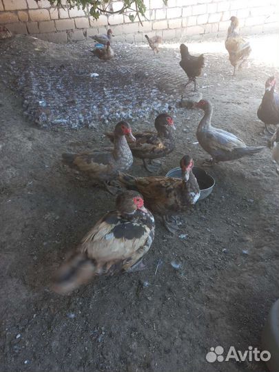 Индоутки самки самцы