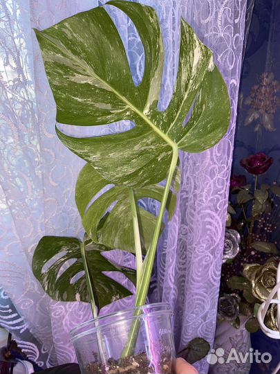 Монстера вар