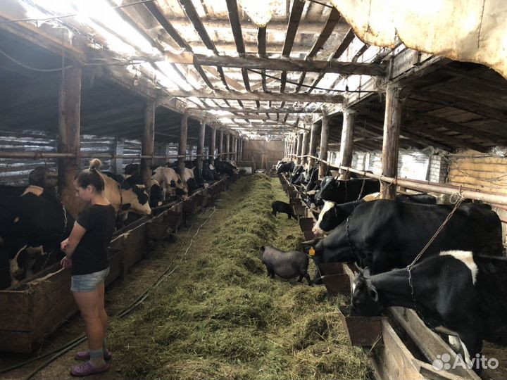 Продам ферму