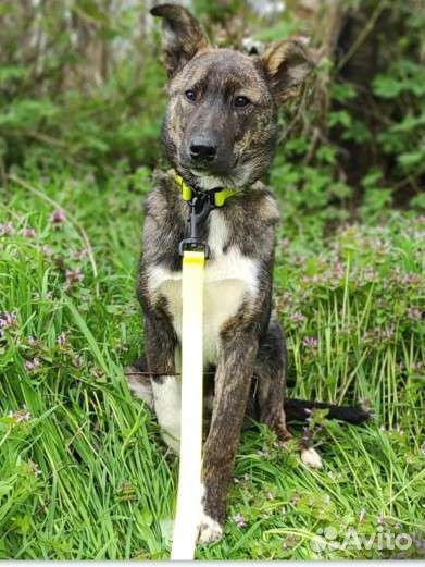 Щенок в добрые руки бесплатно