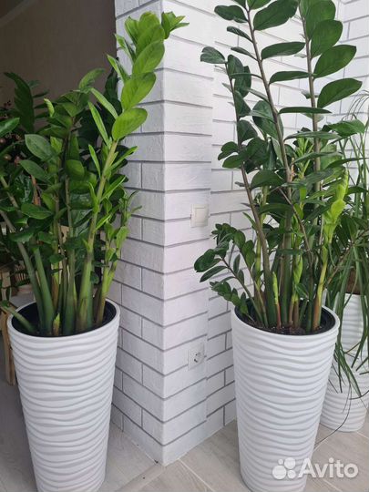 Замиокулькас