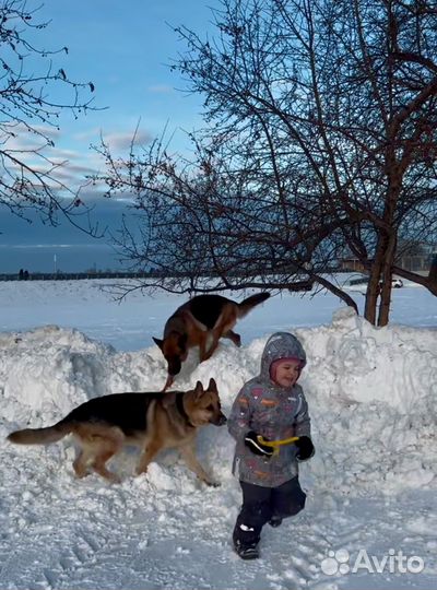 Кобель вео на вязку редкий окрас триколор