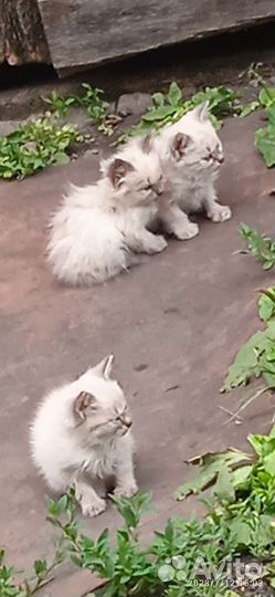 Кошка в дар бесплатно