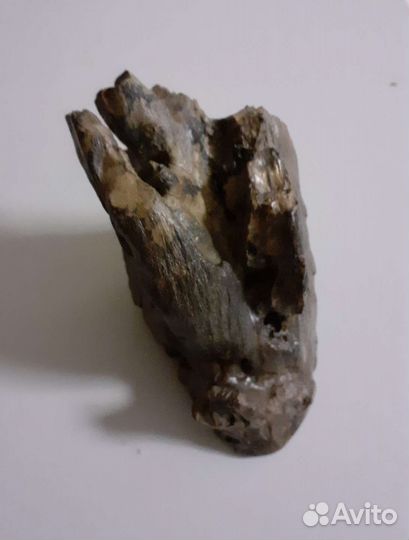 Зуб мамонта