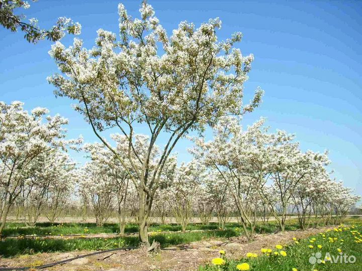 Ирга Ламарка