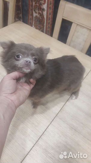Чихуахуа мини девочка цвет Ирис