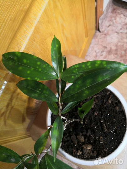 Драцена суркулоза