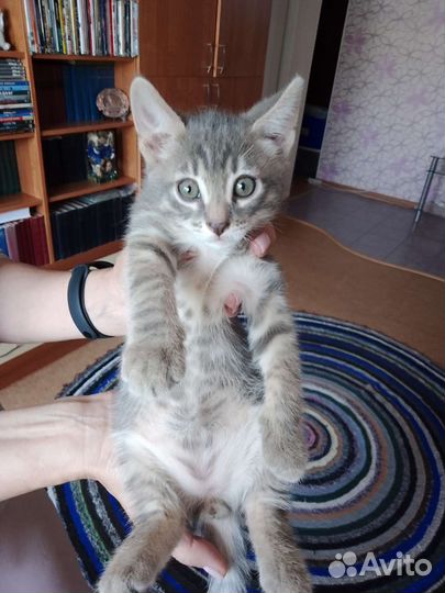 Кошка в дар бесплатно
