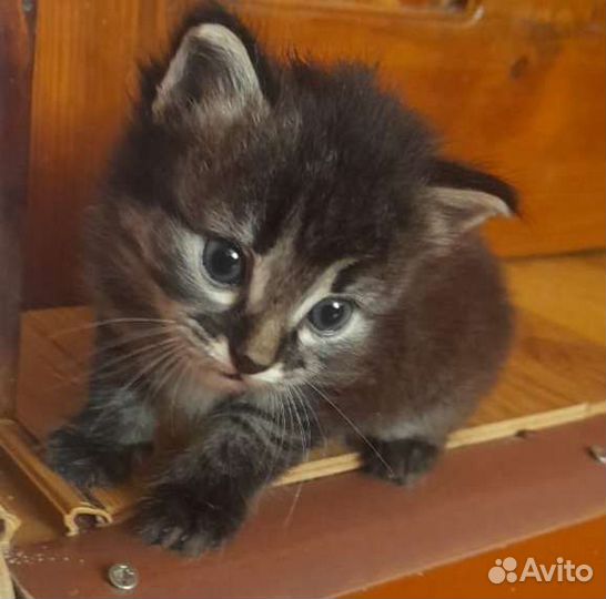 Кошки бесплатно