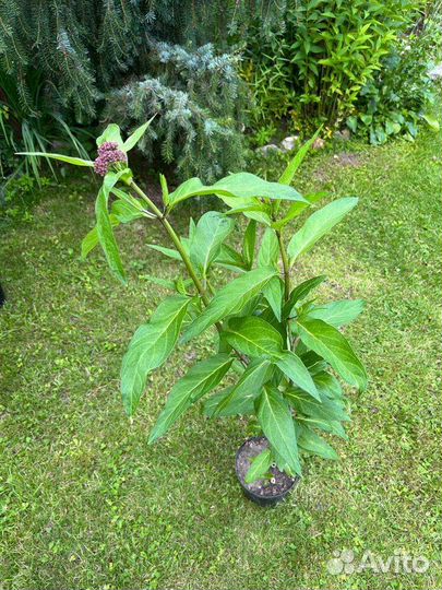 Ваточник мясо-красный или инкарнатный