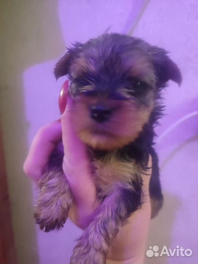 Йоркширский терьер