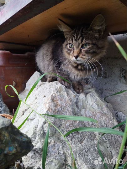 Котята в дар