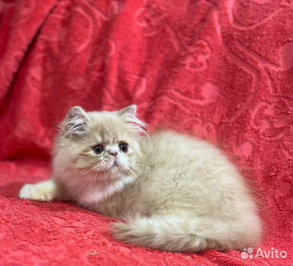 Персидский котик