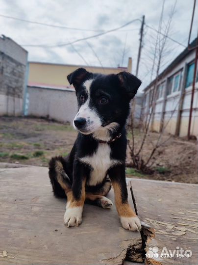 Милейший дружок ищет семью