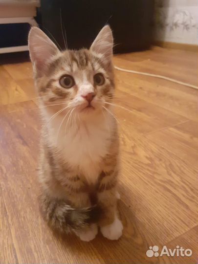 Отдам котят в добрые руки