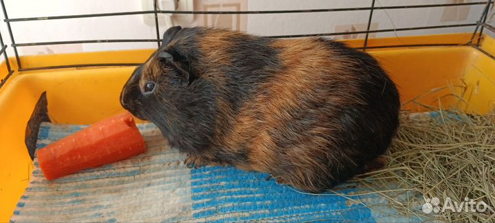 Морские свинки