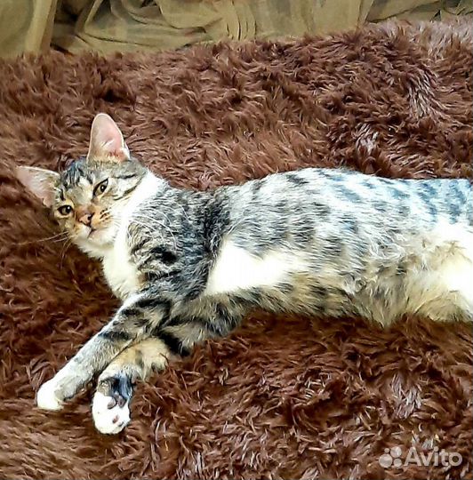 Котик- метис ориентала