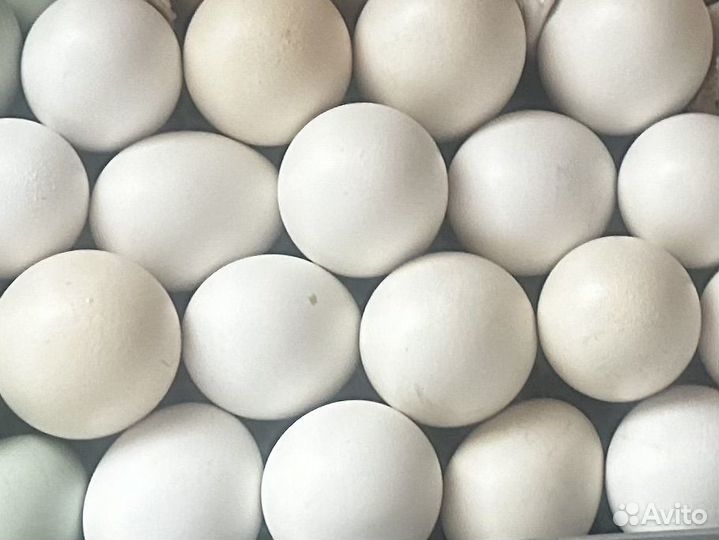 Ия + цыплята Легорн