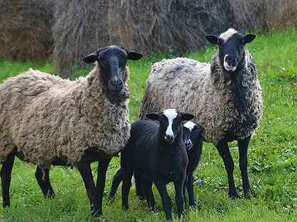 Отара овец и индюшиное стадо