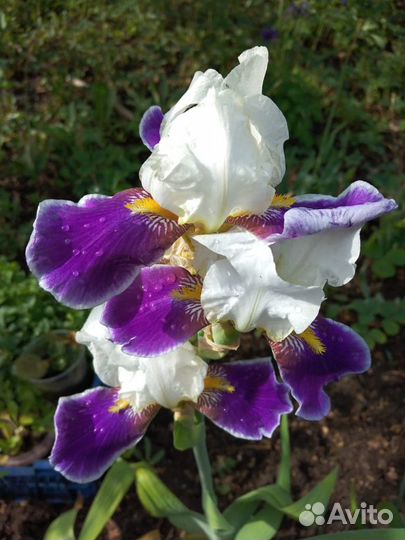 Ирисы, ромашки (куст с корнем)