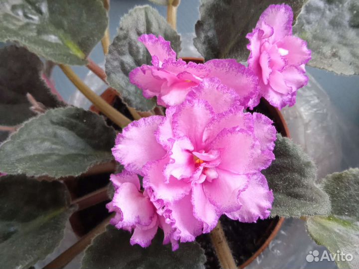 Комнатные растения