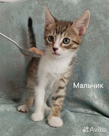 Котёнок, мальчик 2,5 мес, серый окрас