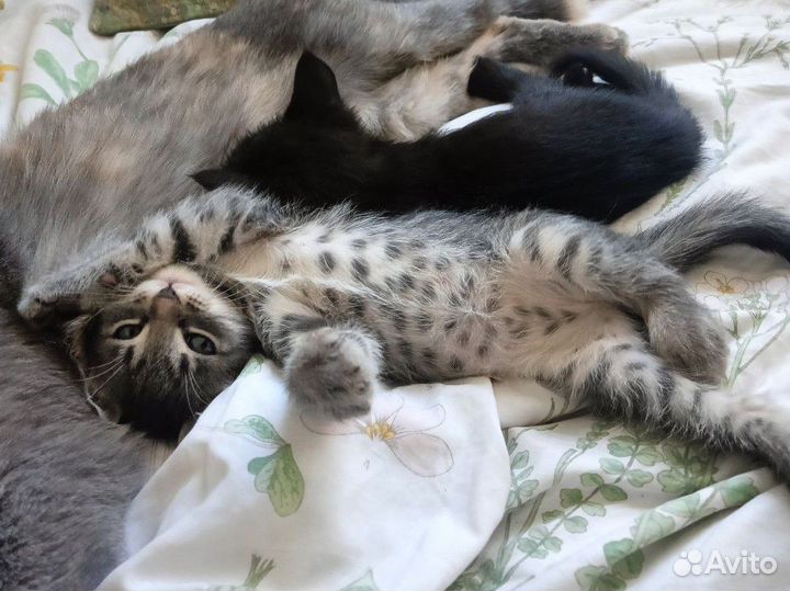 Серый полосатый котенок, мальчик