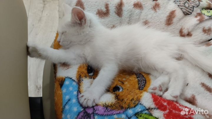 Отдам в добрые руки котёнка кошечка