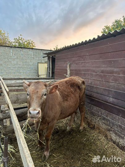 Быки и телки на мясо
