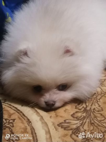 Щенки шпица