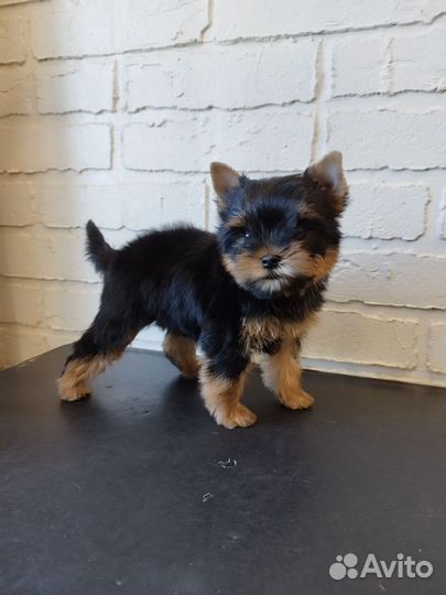 Йоркширский терьер девочка