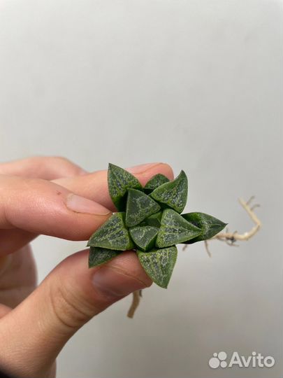 Хавортии разные