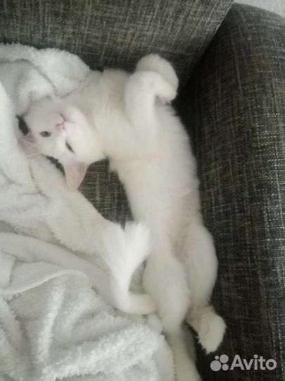 Девочка турецкая ангора