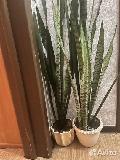 Комнатные цветы сансевиерии