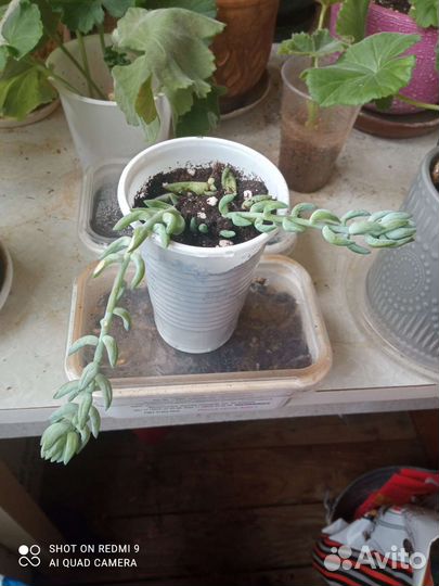 Очиток Моргана