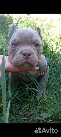 Американский булли