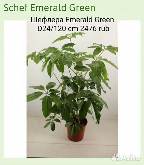 Шефлера Emerald Green D24/120
