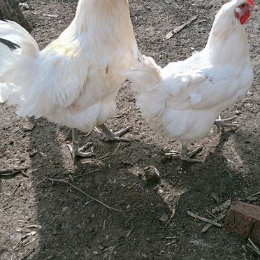 Инкубационное яйцо породистых кур мясояичного напр