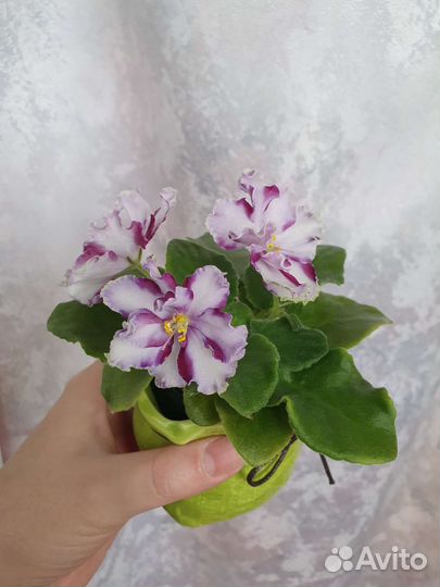 Фиалка химера ав-Ленинградское Мороженое. Пасынок