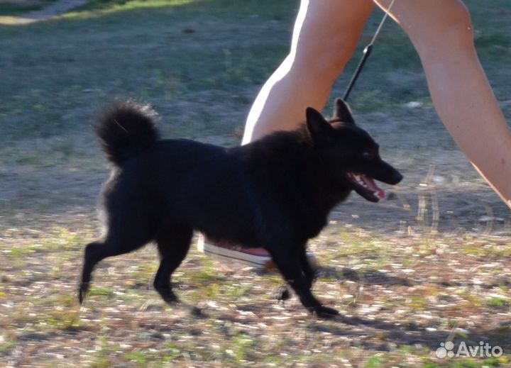 Шипперке (схипперке/Schipperke)