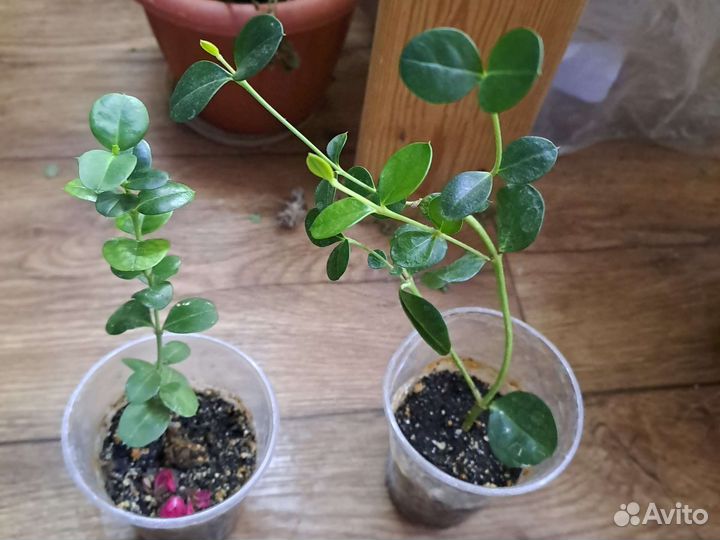 Растения для дома