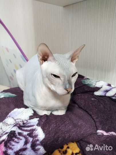 Донской сфинкс вязка